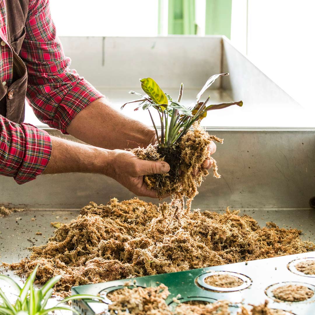 Sfagno qualità Premium di Ortisgreen, utilizzato nella coltivazione di pareti vegetali