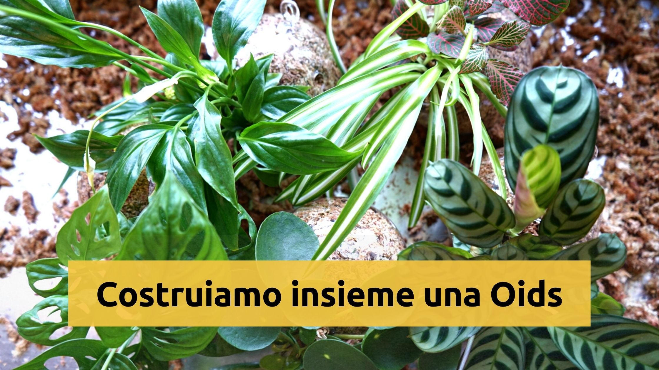 Carica il video: Come realizzare una HOH!? Idratare lo sfagno, inserire lo sfagno idratato all&#39;interno del quadretto, rimuovere la terra dalle radici delle piante, avvolgere un pò di sfagno attorno alle radici di esse, inserire le piantine nei buchi appositi. Una volta terminato appendere il quadro vegetale al muro con un chiodino.