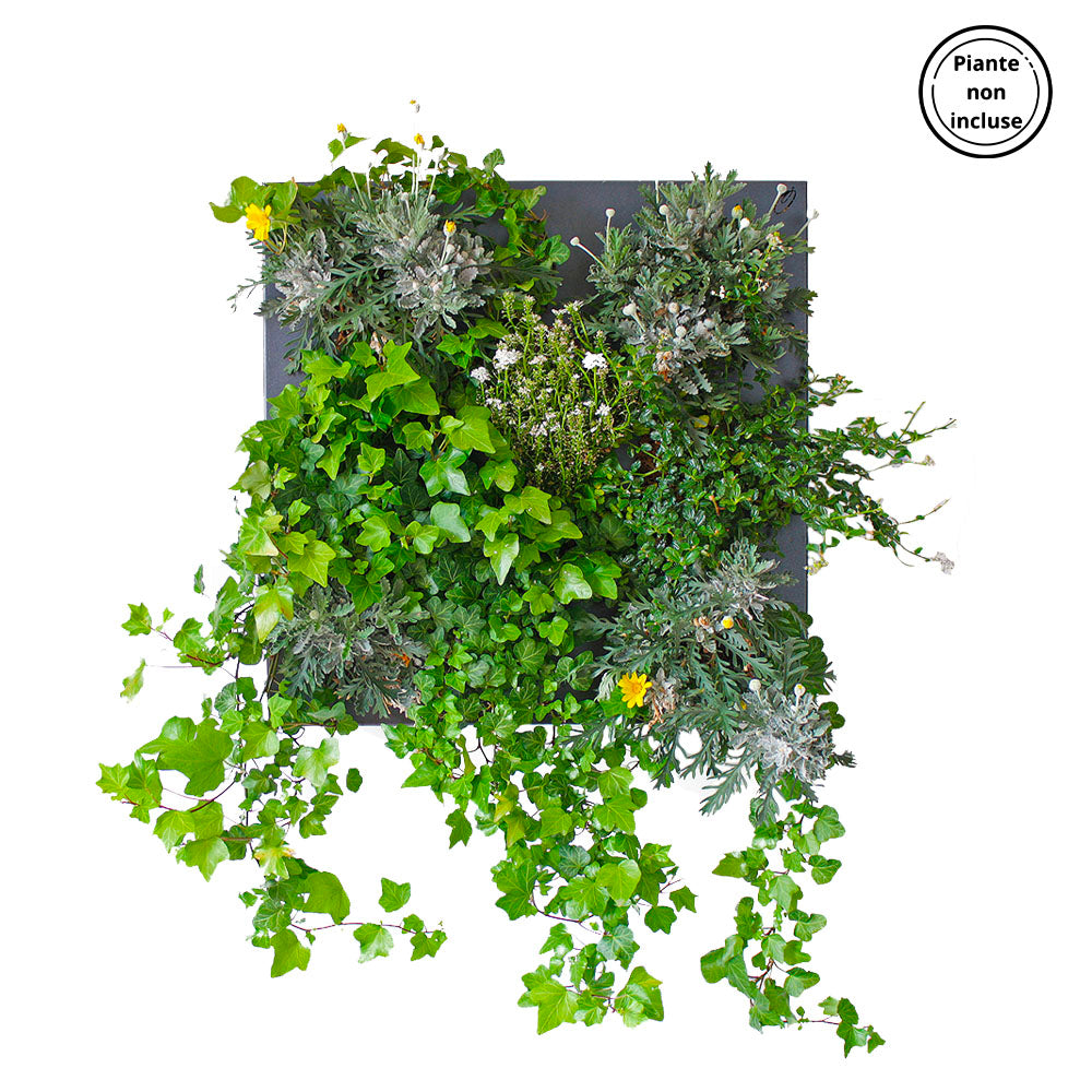 HUB! | Modulo per Giardino Verticale Fai da Te (DIY) | Alluminio Riciclato | Colore Grigio Antracite - hoh.green