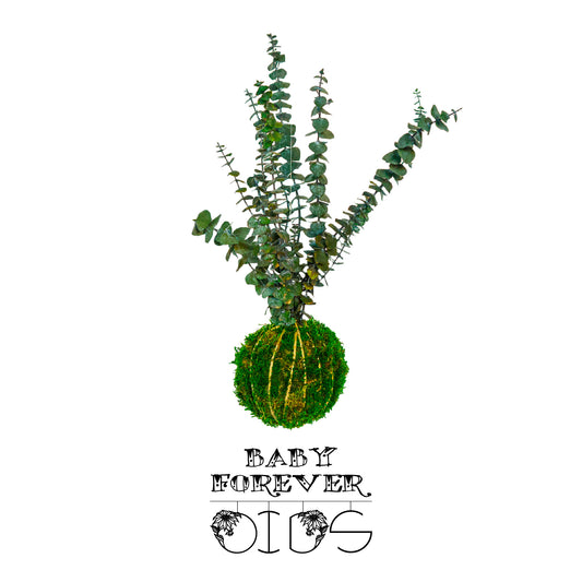 Für immer Oids | Kokedama mit Moos und konservierten Pflanzen | 12cm. | Eukalyptus Cinerea Baby 