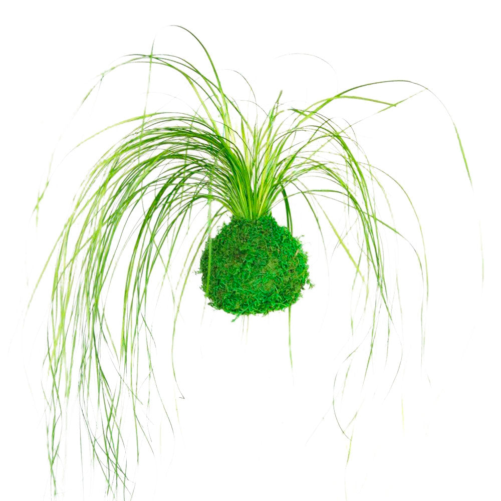 Forever OIDS Bear Grass | Kokedama con Muschio e Piante Stabilizzate - Muschio - hoh.green