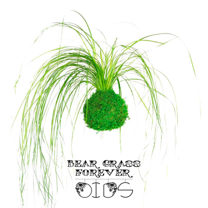 Forever OIDS Bear Grass | Kokedama con Muschio e Piante Stabilizzate - hoh.green