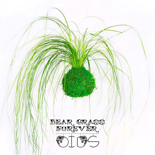 Für immer Oids | Kokedama mit Moos und konservierten Pflanzen | 12 cm.| Bärengras