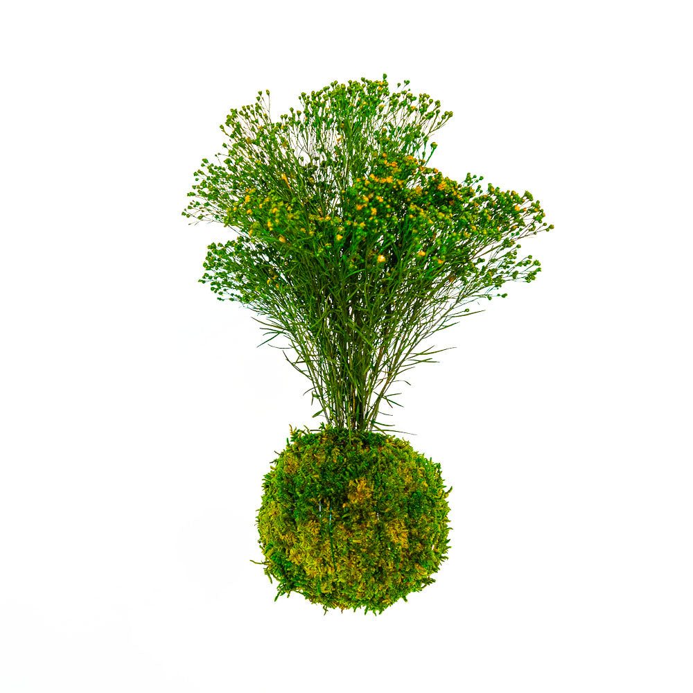 Forever OIDS Brooms | Kokedama con Muschio e Piante Stabilizzate - Muschio - hoh.green