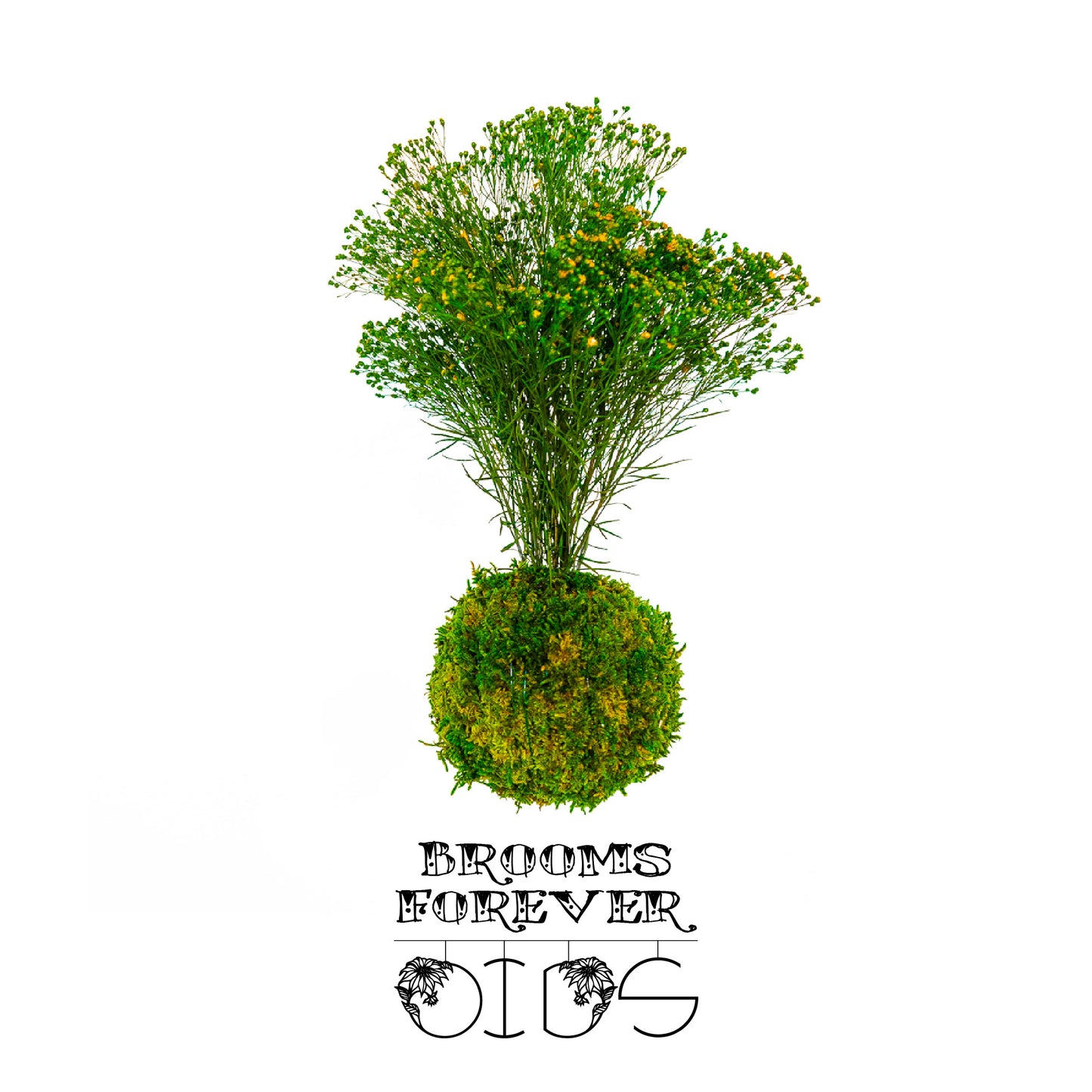 Für immer Oids | Kokedama mit Moos und konservierten Pflanzen | 12cm. | Besen Fleuri
