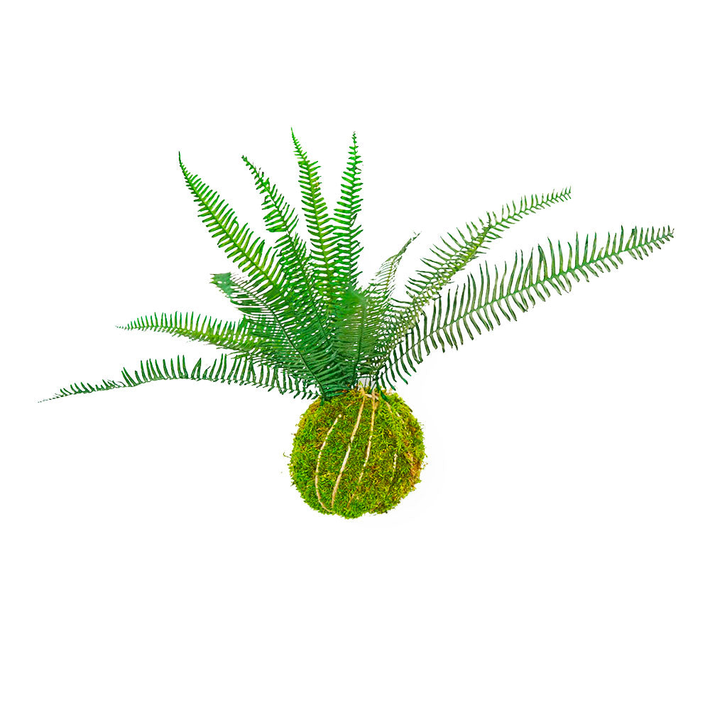 Forever OIDS Double Fern | Kokedama con Muschio e Piante Stabilizzate - Muschio e Spago - hoh.green