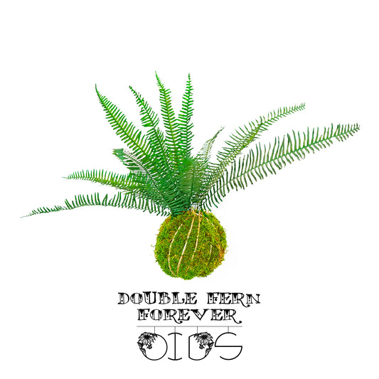 Forever OIDS Double Fern | Kokedama con Muschio e Piante Stabilizzate - hoh.green