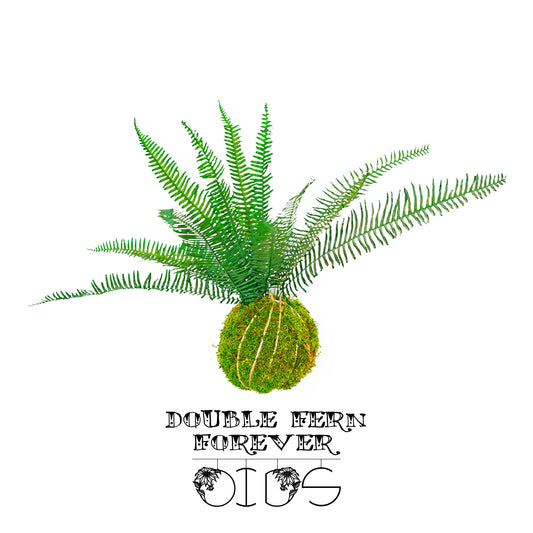 Für immer Oids | Kokedama mit Moos und konservierten Pflanzen | 12cm. | Doppelfarn