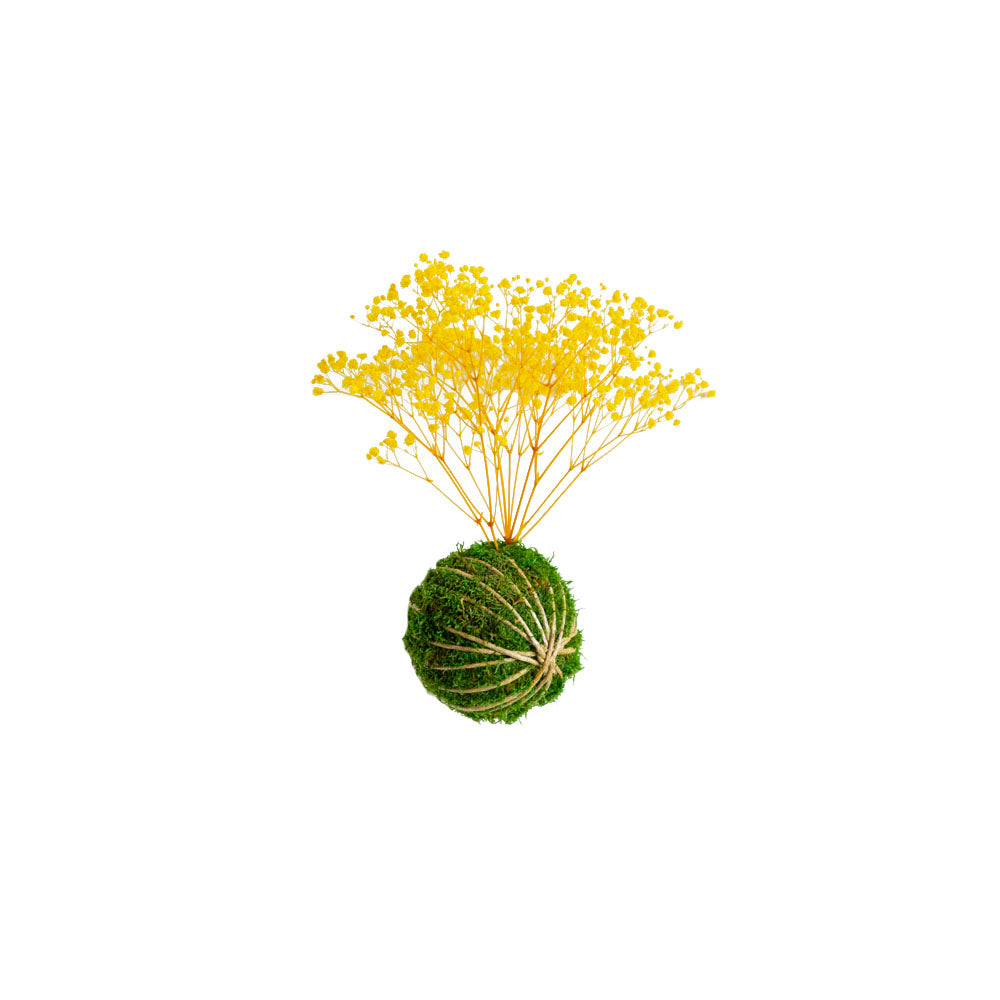 Forever OIDS Gypsophila Yellow | Kokedama con Muschio e Piante Stabilizzate - Muschio e Spago - hoh.green