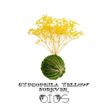 Forever OIDS Gypsophila Yellow | Kokedama con Muschio e Piante Stabilizzate - hoh.green