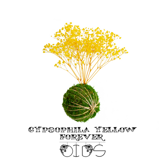 Forever OIDS | Kokedama con Muschio e Piante Stabilizzate | 12 cm | Gypsophila Yellow