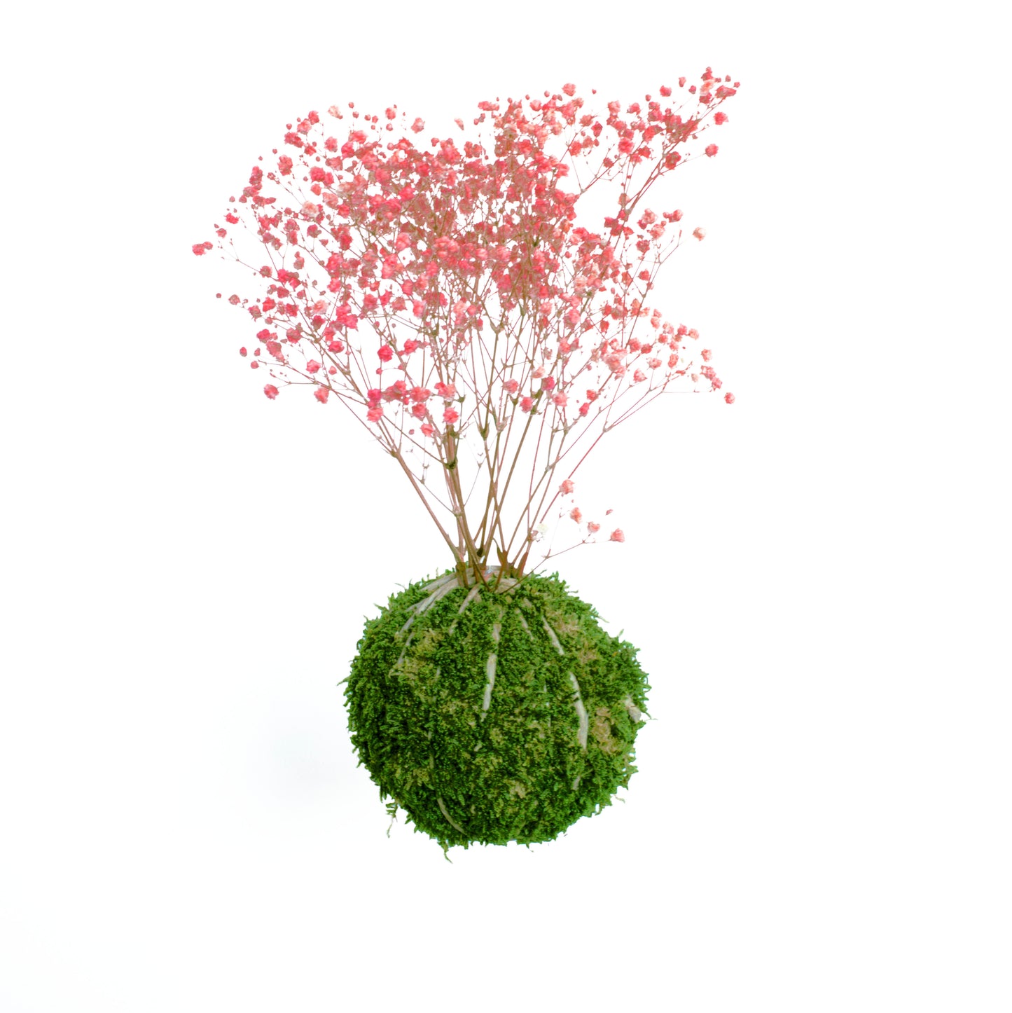 Forever OIDS Gypsophila Pink | Kokedama con Muschio e Piante Stabilizzate - Muschio e Spago - hoh.green