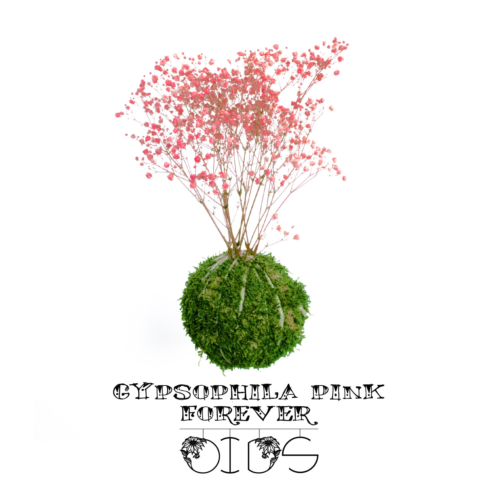 Forever OIDS Gypsophila Pink | Kokedama con Muschio e Piante Stabilizzate - hoh.green