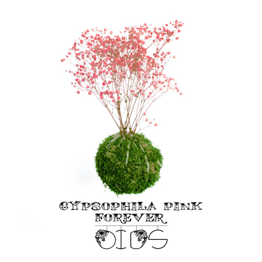 Forever OIDS | Kokedama con Muschio e Piante Stabilizzate | 12 cm | Gypsophila Pink