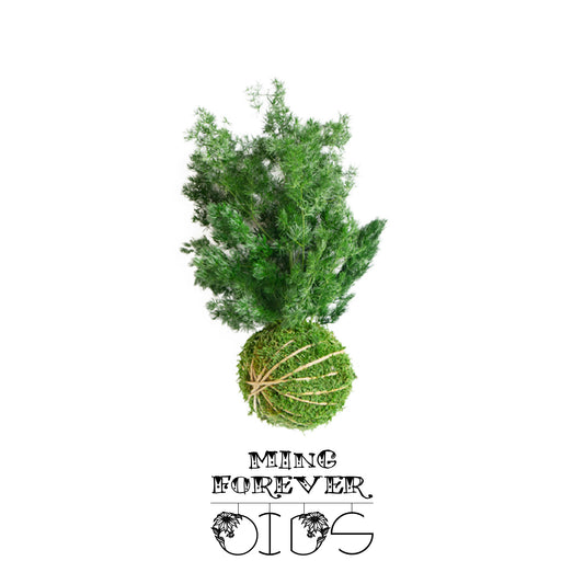 Für immer Oids | Kokedama mit Moos und konservierten Pflanzen | 12 cm.| Ming