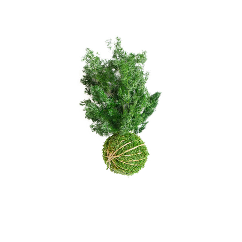 Für immer Oids | Kokedama mit Moos und konservierten Pflanzen | 12 cm.| Ming