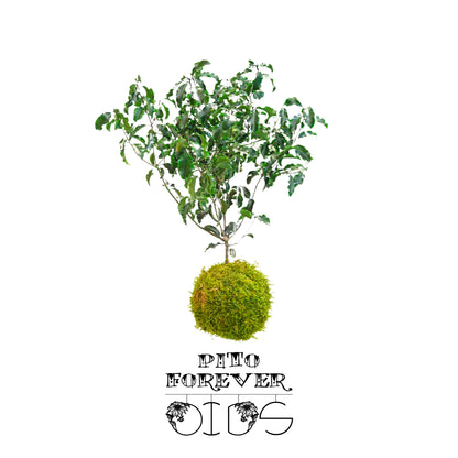 Forever OIDS Pito | Kokedama con Muschio e Piante Stabilizzate - hoh.green