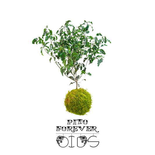 Für immer Oids | Kokedama mit Moos und konservierten Pflanzen | 12 cm.| Pito 