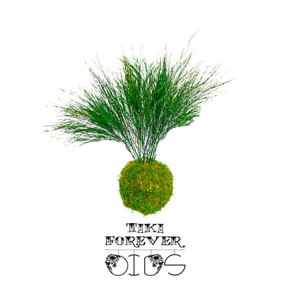 Forever OIDS Tiki | Kokedama con Muschio e Piante Stabilizzate - hoh.green