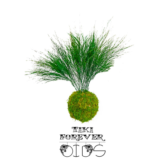 Für immer Oids | Kokedama mit Moos und konservierten Pflanzen | 12 cm.| Tikis 