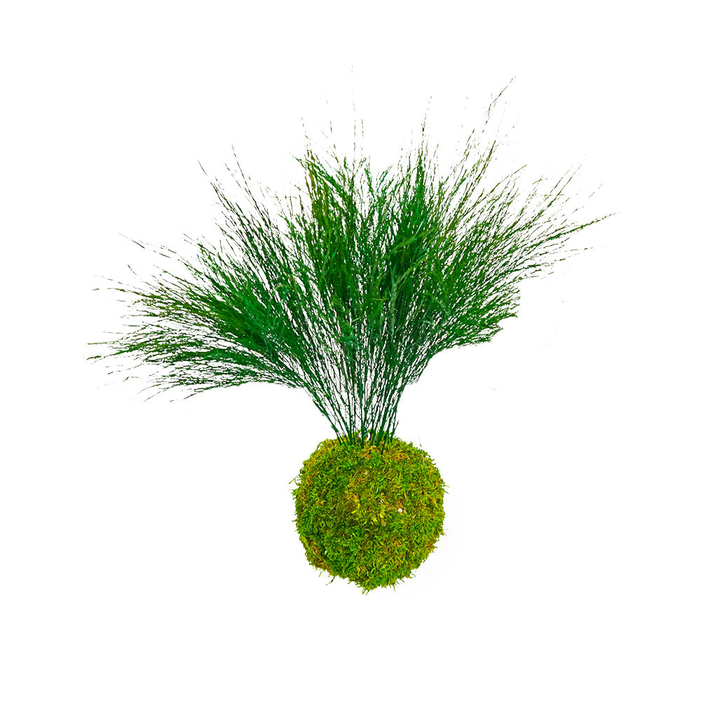 Forever OIDS Tiki | Kokedama con Muschio e Piante Stabilizzate - Muschio - hoh.green