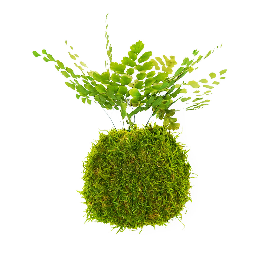 Forever OIDS Luthi Fern | Kokedama con Muschio e Piante Stabilizzate - muschio - hoh.green