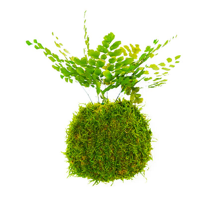 Forever OIDS Luthi Fern | Kokedama con Muschio e Piante Stabilizzate - muschio - hoh.green