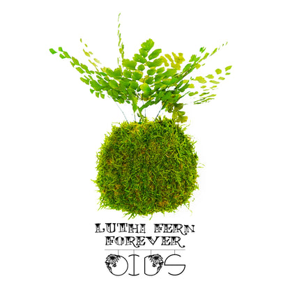 Forever OIDS Luthi Fern | Kokedama con Muschio e Piante Stabilizzate - hoh.green