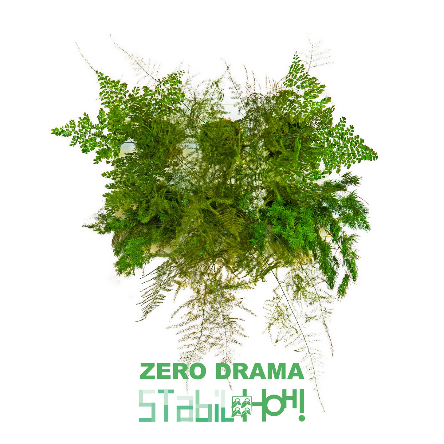 StabilHOH! | Quadro Vegetale Stabilizzato | Composizione Zero Drama - hoh.green