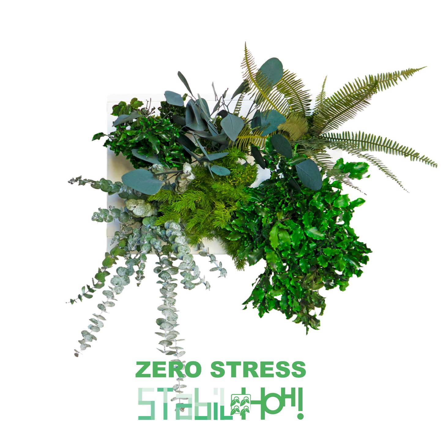 StabilHOH! | Quadro Vegetale Stabilizzato | Composizione Zero Stress - hoh.green