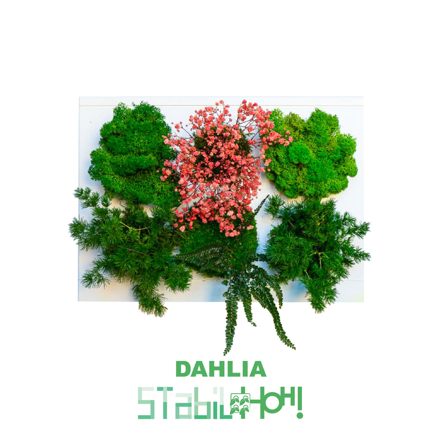 StabilHOH! | Quadro Vegetale Stabilizzato | Composizione Dahlia - hoh.green