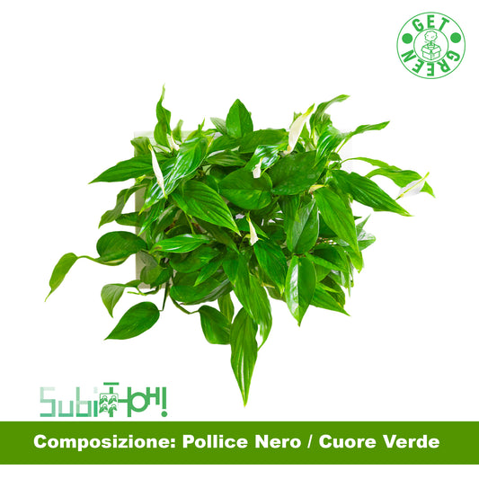 SubitHOH! | Composizione Pollice Nero/Cuore Verde - hoh.green