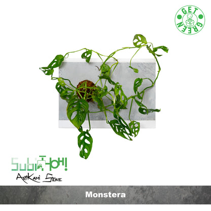 SubitHOH! ArtKami Stone Grey | MONSTERA - hoh.green