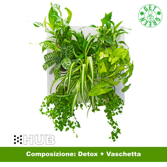 KIT SUBITHUB DETOX | Quadro Vegetale Pronto da Appendere + Vaschetta | Quantità Limitata - hoh.green