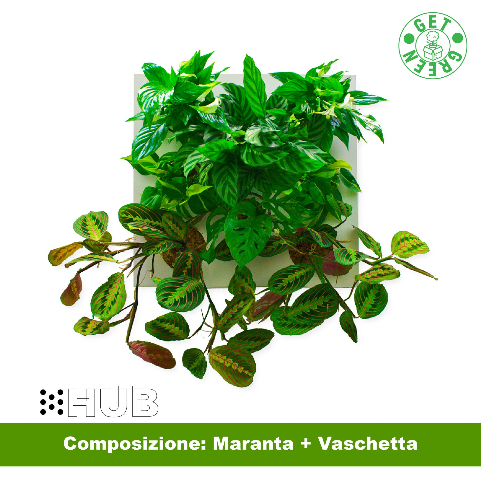 KIT SUBITHUB MARANTA | Quadro Vegetale Pronto da Appendere + Vaschetta | Quantità Limitata - hoh.green