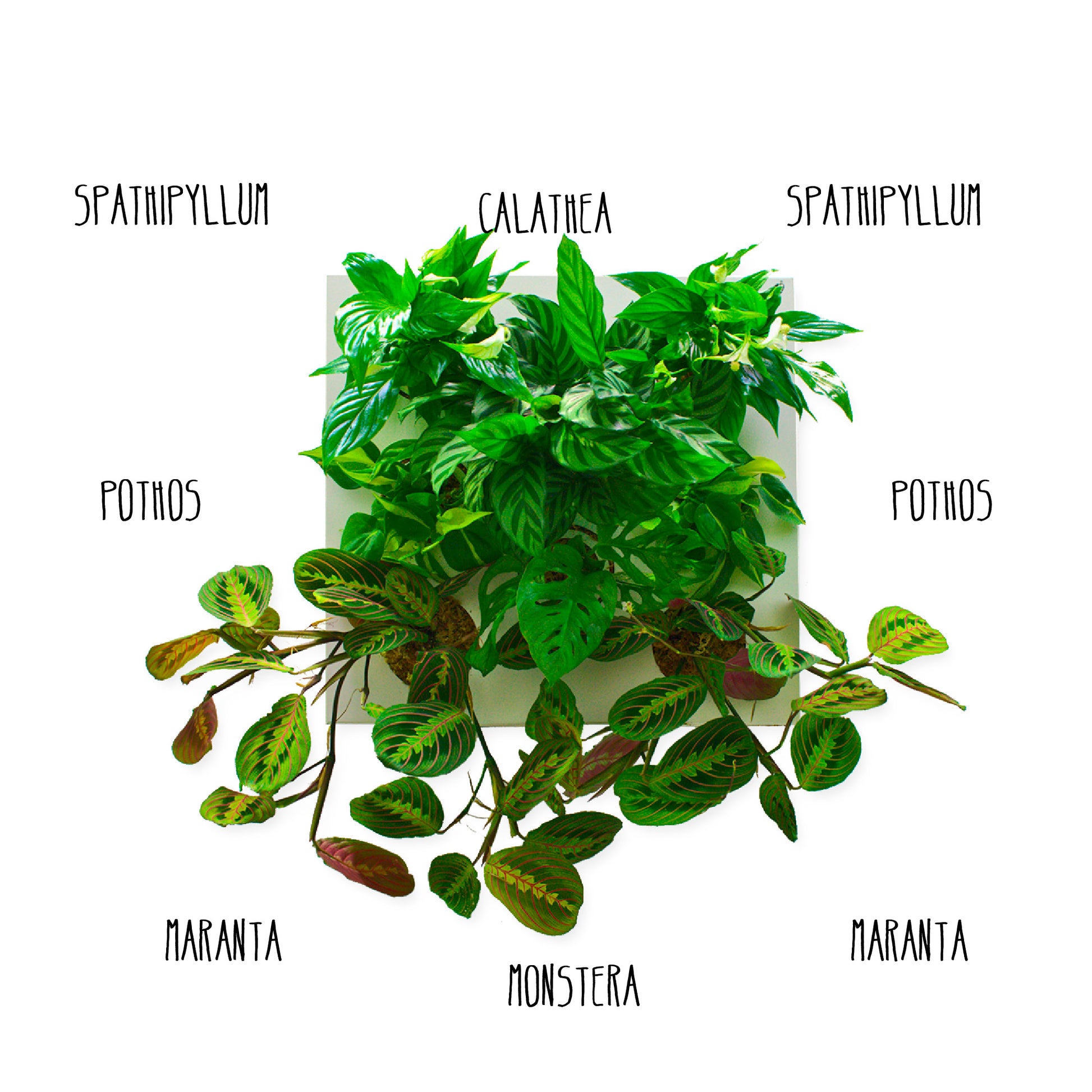 KIT SUBITHUB MARANTA | Quadro Vegetale Pronto da Appendere + Vaschetta | Quantità Limitata - hoh.green