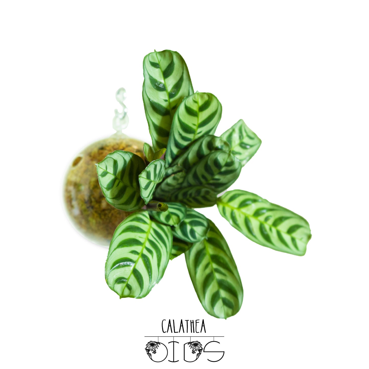 SubitOIDS Calathea Ctenanthe | Sfera con Pianta Pronta da Appendere - hoh.green