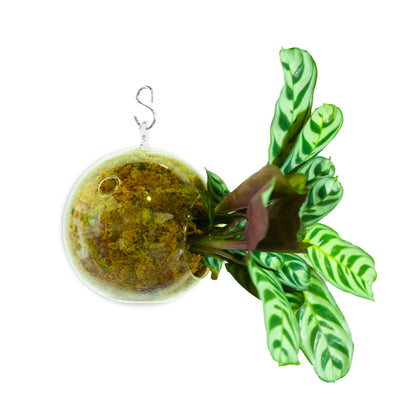 SubitOIDS Calathea Ctenanthe | Sfera con Pianta Pronta da Appendere - hoh.green