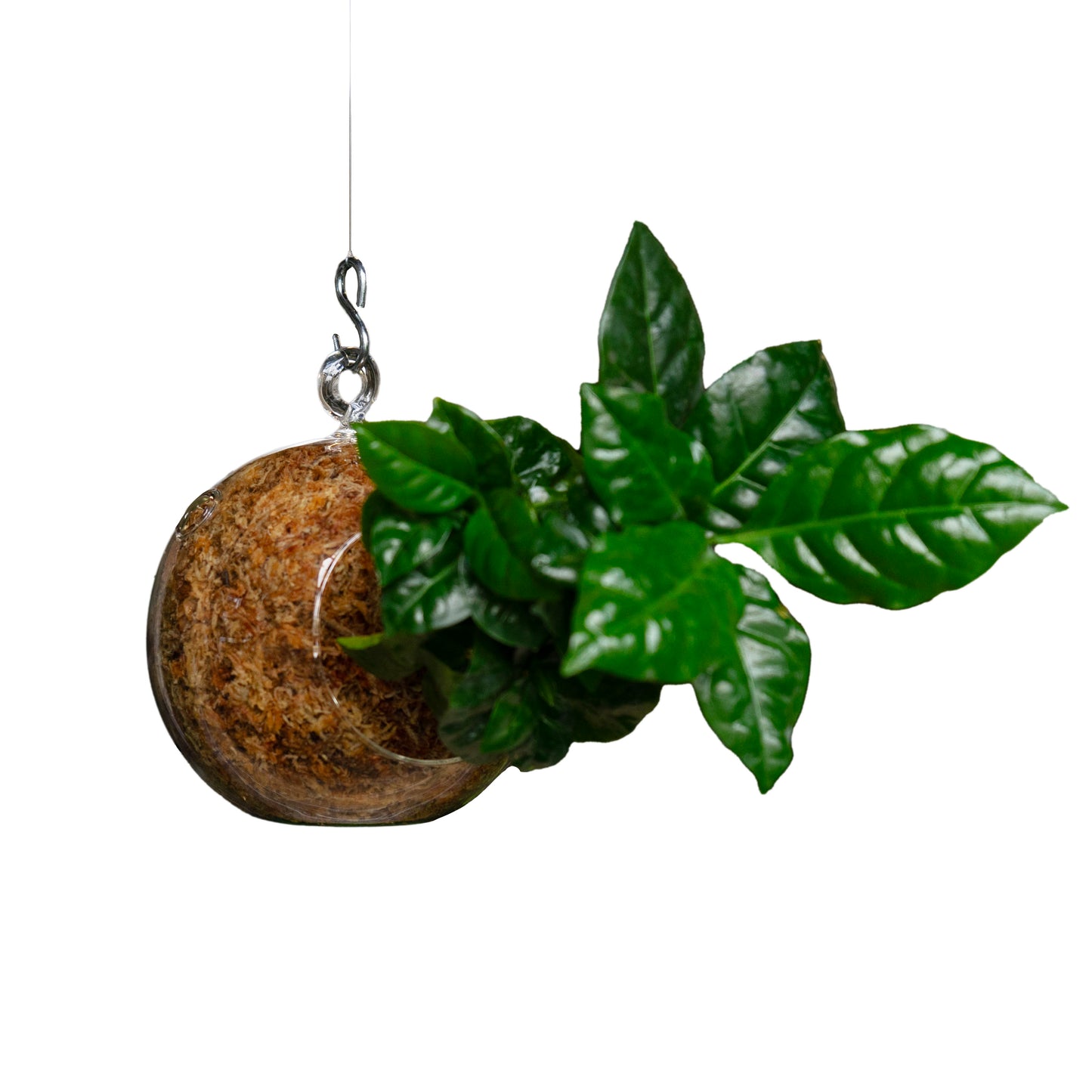 SubitOIDS Coffea | Sfera con Pianta Pronta da Appendere - hoh.green