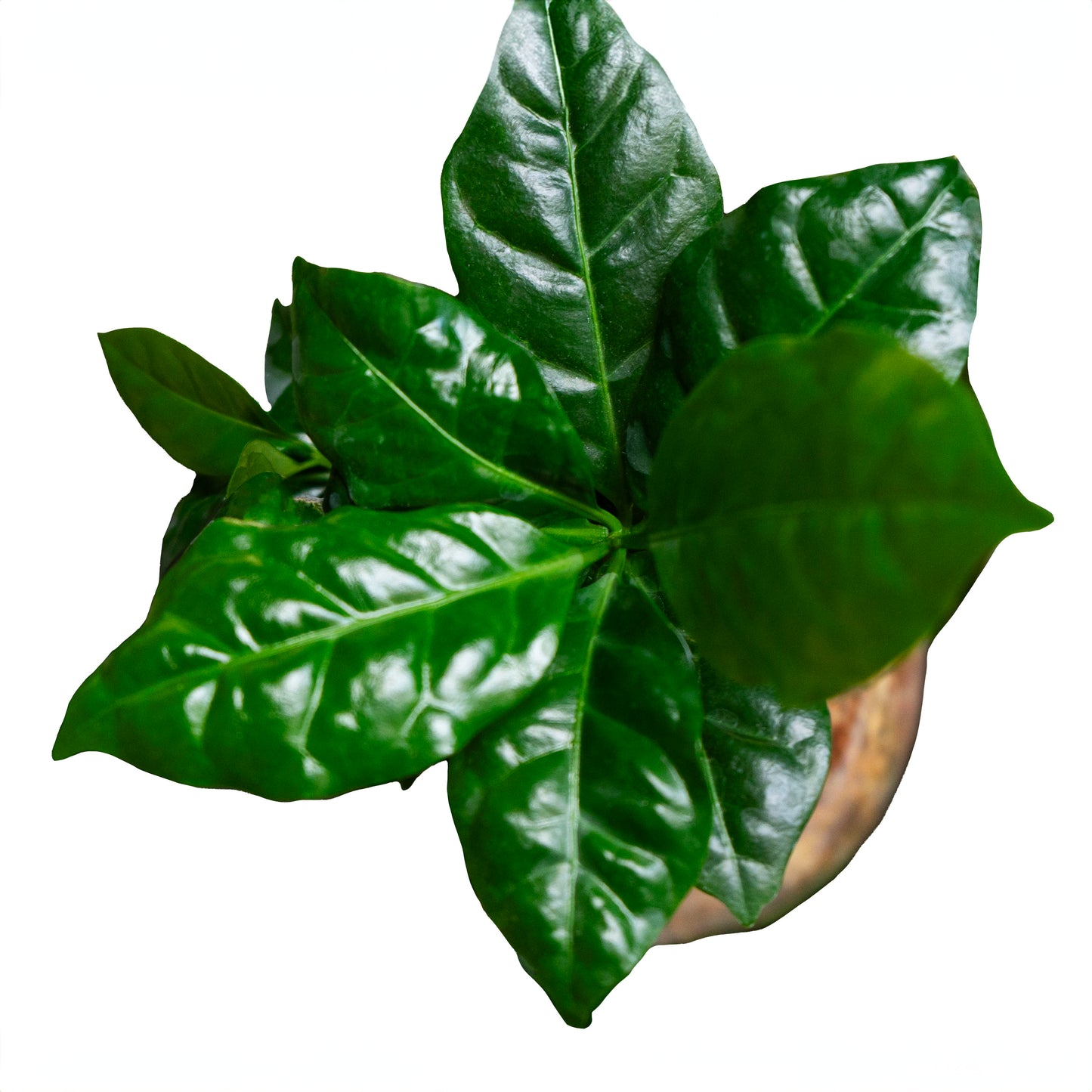 SubitOIDS Coffea | Sfera con Pianta Pronta da Appendere - hoh.green