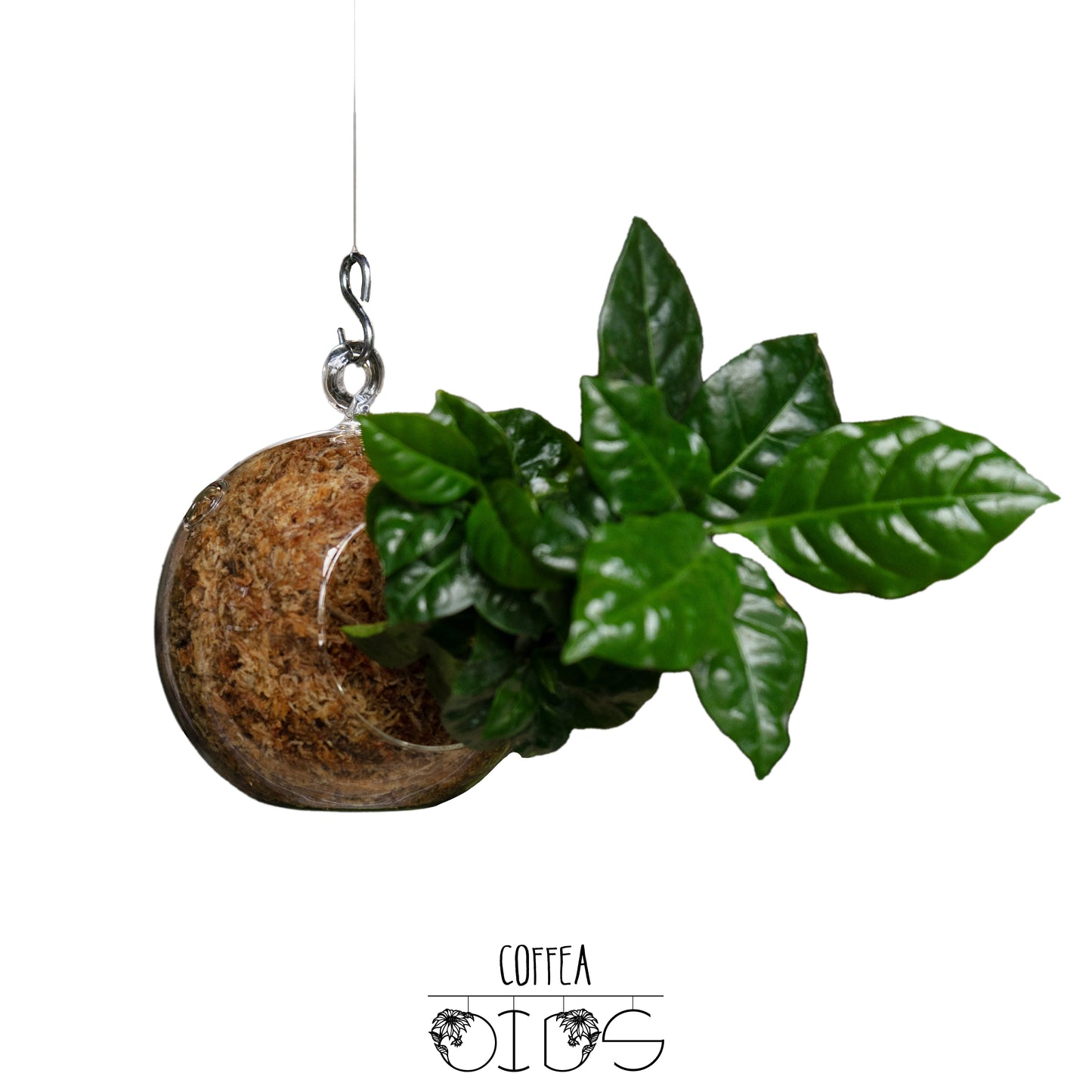 SubitOIDS Coffea | Sfera con Pianta Pronta da Appendere - hoh.green