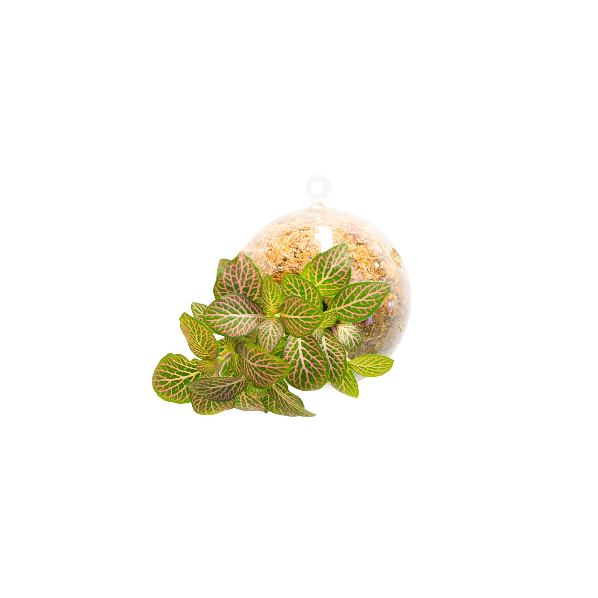 SubitOIDS Fittonia | Sfera con Pianta Pronta da Appendere - hoh.green