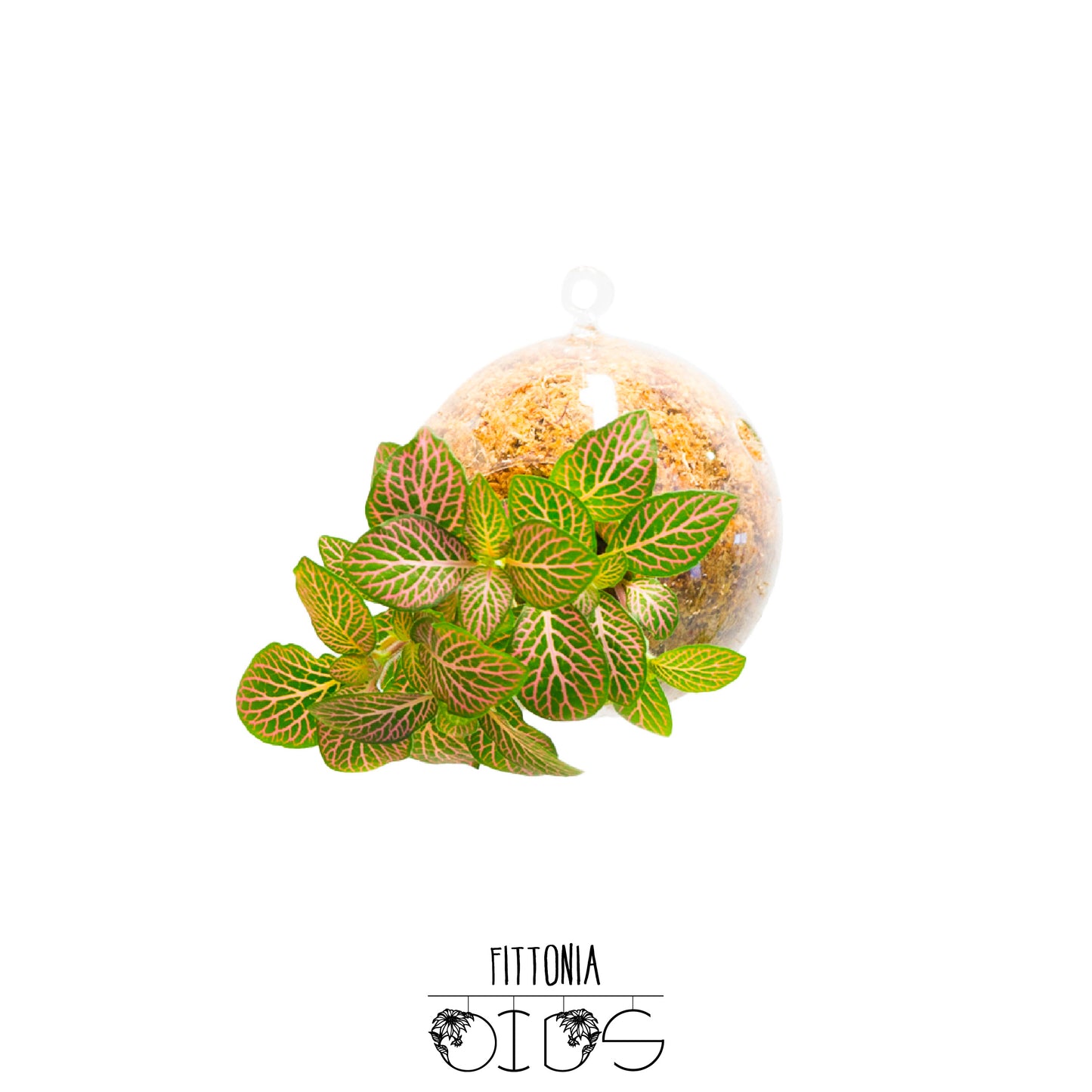 SubitOIDS Fittonia | Sfera con Pianta Pronta da Appendere - hoh.green