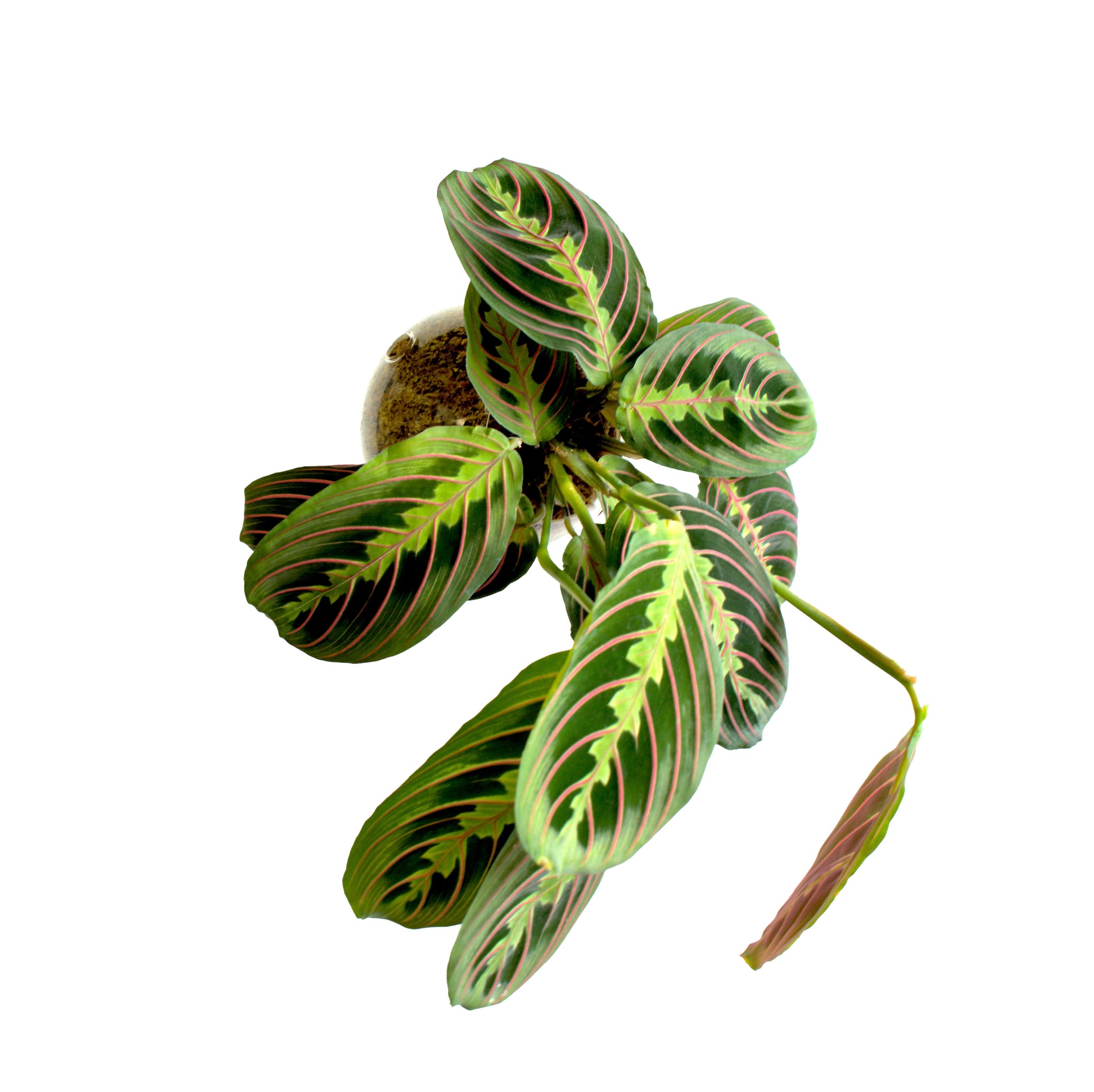 SubitOIDS Maranta | Sfera con Pianta Pronta da Appendere - hoh.green