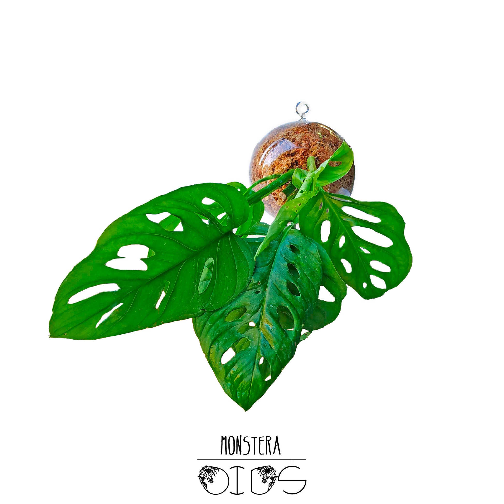 SubitOIDS Monstera | Sfera con Pianta Pronta da Appendere - hoh.green