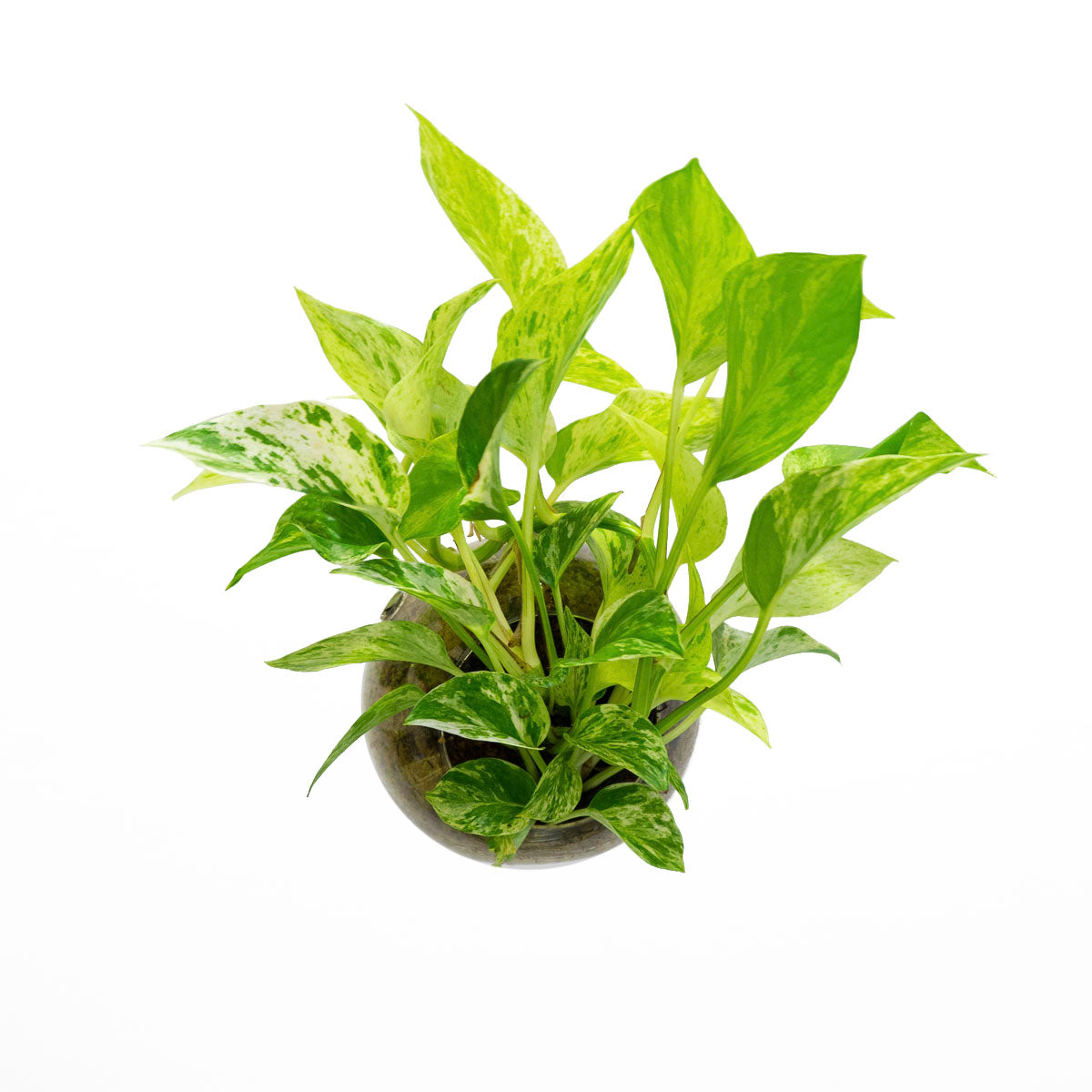 SubitOIDS Pothos | Sfera con Pianta Pronta da Appendere - hoh.green