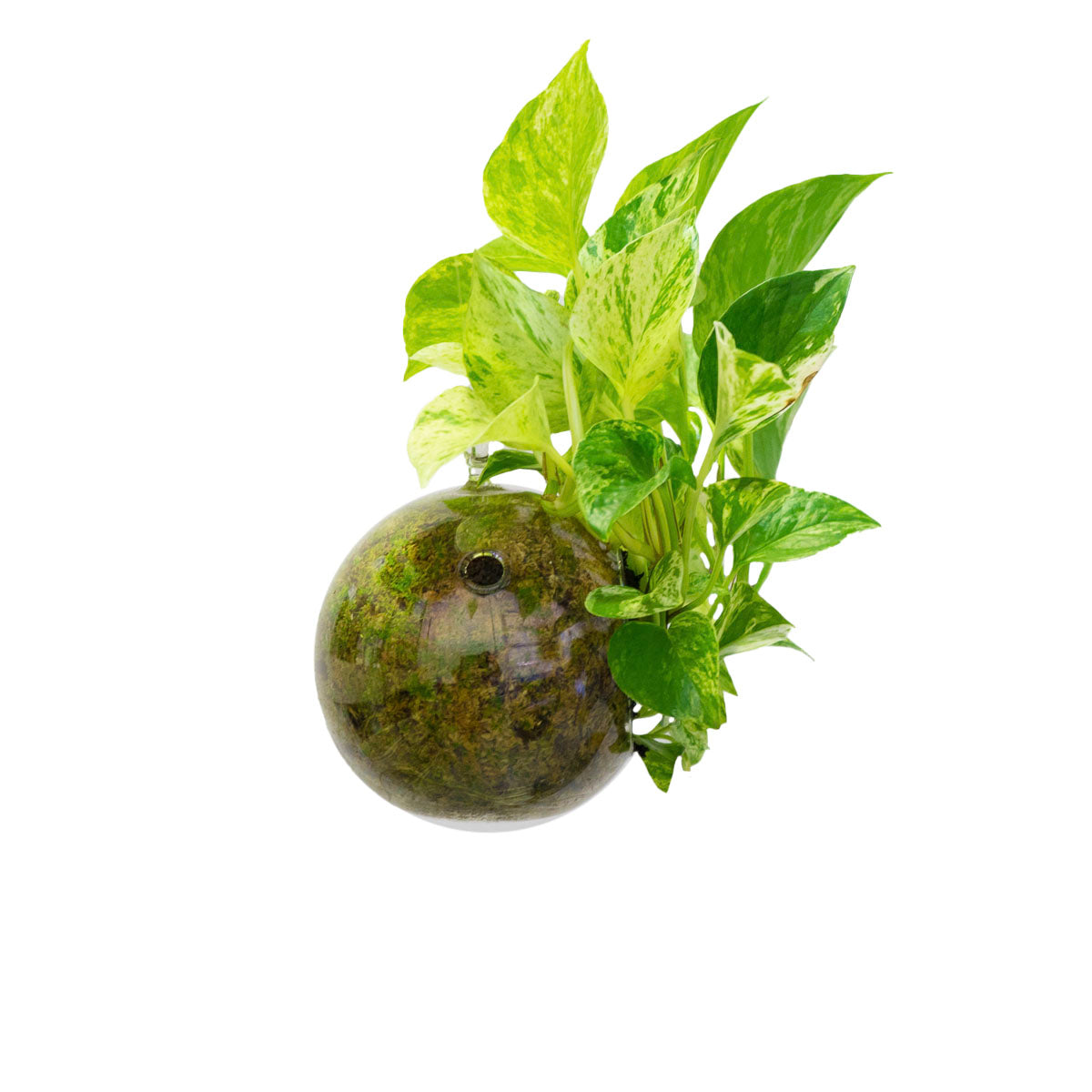 SubitOIDS Pothos | Sfera con Pianta Pronta da Appendere - hoh.green