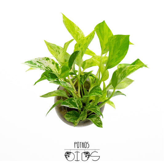 SubitOIDS Pothos | Sfera con Pianta Pronta da Appendere - hoh.green