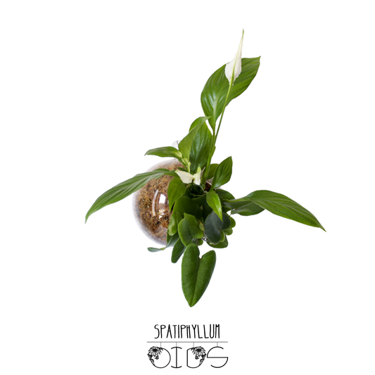 Subitoide Spati | Kugel mit Pflanze zum Aufhängen 