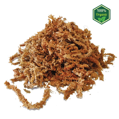 Sfagno Cileno Premium in Fibre | Ortisgreen | 500g - hoh.green